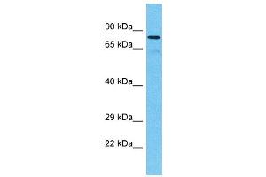 Western Blotting (WB) image for anti-Tetratricopeptide Repeat Domain 30A (TTC30A) (C-Term) antibody (ABIN2774584) (TTC30A Antikörper  (C-Term))