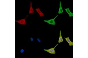 ABIN7096582 and ABIN7100646 staining HepG2 cells by IF/ICC. (STAMBPL1 Antikörper)