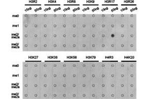Dot-blot analysis of all sorts of methylation peptides using H3R17me2a antibody. (Histone 3 Antikörper  (H3R17me2a))