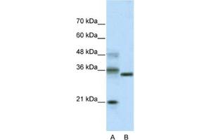 Western Blotting (WB) image for anti-Hairy and Enhancer of Split 4 (HES4) antibody (ABIN2461262) (HES4 Antikörper)