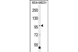 Western blot analysis in MDA-MB231 cell line lysates (35ug/lane). (PCDHA3 Antikörper  (C-Term))