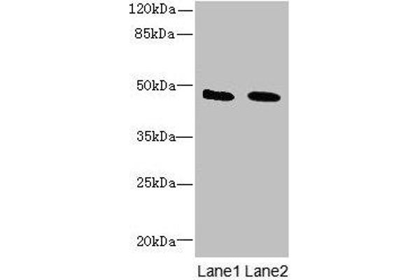 IGSF11 Antikörper  (AA 23-241)