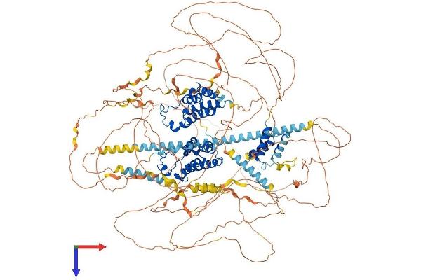 BRD4 Protein (AA 1-1400) (His tag)