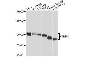 Western blot analysis of extracts of various cell lines, using TNPO1 antibody. (Transportin 1 Antikörper)