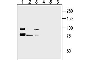 anti-Cadherin 13 (CDH13) (AA 164-178), (Extracellular), (N-Term) antibody