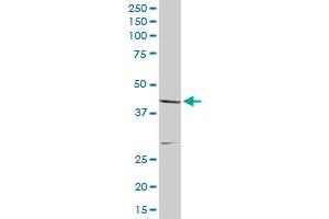 CNP MaxPab rabbit polyclonal antibody. (Cnpase Antikörper  (AA 1-421))