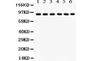 Anti- Oct-1 Picoband antibody, Western blotting All lanes: Anti Oct-1  at 0. (POU2F1 Antikörper  (AA 11-240))