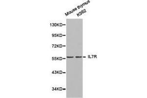 Western Blotting (WB) image for anti-Interleukin 7 Receptor (IL7R) antibody (ABIN1873219) (IL7R Antikörper)