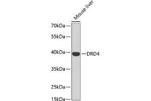 Western blot analysis of extracts of Mouse liver using DRD4 Polyclonal Antibody at dilution of 1:500. (DRD4 Antikörper)