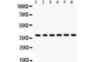 Western Blotting (WB) image for anti-Serine/threonine Kinase Receptor Associated Protein (STRAP) (AA 78-104), (N-Term) antibody (ABIN3043302) (STRAP Antikörper  (N-Term))