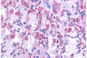 Anti-CCKBR antibody  ABIN1048383 IHC staining of human stomach. (CCKBR Antikörper  (Cytoplasmic Domain))