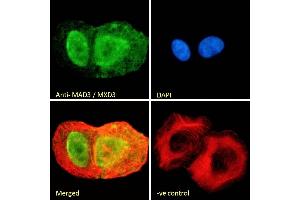 (ABIN184841) Immunofluorescence analysis of paraformaldehyde fixed U2OS cells, permeabilized with 0. (MXD3 Antikörper  (C-Term))