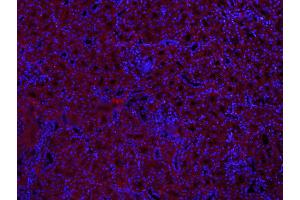 Paraformaldehyde-fixed, paraffin embedded Mouse kidney; Antigen retrieval by boiling in sodium citrate buffer (pH6. (MUL1 Antikörper  (AA 45-95))