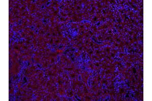 Paraformaldehyde-fixed, paraffin embedded Mouse kidney; Antigen retrieval by boiling in sodium citrate buffer (pH6.