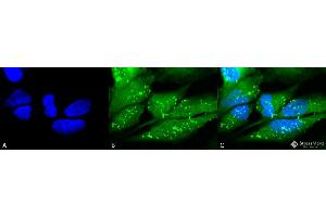 Immunocytochemistry/Immunofluorescence analysis using Rabbit Anti-p38 Polyclonal Antibody . (MAPK14 Antikörper  (FITC))