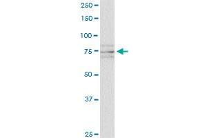 SCYL1 monoclonal antibody (M02), clone 2E5. (SCYL1 Antikörper  (AA 373-472))