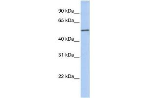 Western Blotting (WB) image for anti-Islet Cell Autoantigen 1, 69kDa (ICA1) antibody (ABIN2459802) (ICA1 Antikörper)