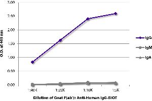 ELISA plate was coated with purified human IgG, IgM, and IgA. (Ziege anti-Human IgG Antikörper (Biotin))