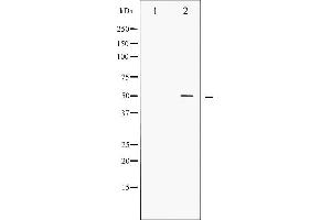 Western blot analysis of AML1 phosphorylation expression in Jurkat whole cell lysates,The lane on the left is treated with the antigen-specific peptide. (RUNX1 Antikörper  (pSer276))
