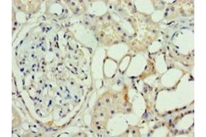 Western blot analysis of mouse brain tissue, using ASH2L antibody (3 μg/ml). (ASH2L Antikörper  (AA 1-534))