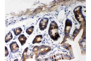 Anti-Hsp60 Picoband antibody, (ABIN3043854), IHC(P)IHC(P): Mouse Intestine Tissue
