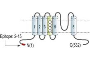 Representative domain view of the target of ABIN7043531.