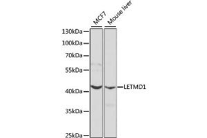 Western blot analysis of extracts of various cell lines, using LETMD1 antibody (ABIN1873537) at 1:1000 dilution. (LETMD1 Antikörper)