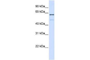 METT10D antibody used at 0.