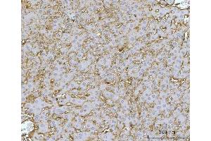 IHC analysis of MTHFD1 using anti-MTHFD1 antibody (ABIN7600631).