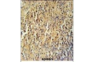 C Antibody (Center) (ABIN651778 and ABIN2840396) immunohistochemistry analysis in formalin fixed and paraffin embedded human spleen tissue followed by peroxidase conjugation of the secondary antibody and DAB staining. (CCDC106 Antikörper  (AA 151-180))