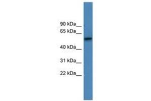 ADRA1D anticorps  (AA 286-335)