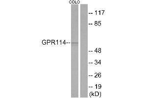 Western blot analysis of extracts from COLO cells, using GPR114 antibody.