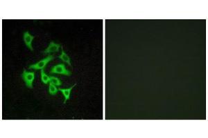 Immunofluorescence (IF) image for anti-Relaxin/insulin-Like Family Peptide Receptor 4 (RXFP4) (C-Term) antibody (ABIN1852883) (RXFP4 Antikörper  (C-Term))