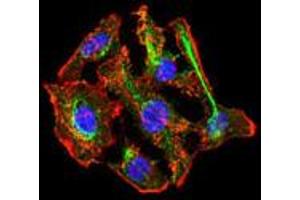 Immunofluorescence (IF) image for anti-Cytochrome P450, Family 3, Subfamily A, Polypeptide 4 (CYP3A4) antibody (ABIN1106886) (CYP3A4 Antikörper)