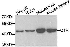 Western blot analysis of extracts of various cell lines, using CTH antibody. (CTH Antikörper  (AA 1-405))