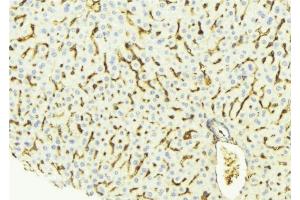 ABIN6275344 at 1/100 staining Mouse liver tissue by IHC-P. (PECI/ECI2 Antikörper  (Internal Region))