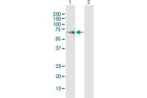 Western Blot analysis of L3MBTL4 expression in transfected 293T cell line by L3MBTL4 MaxPab polyclonal antibody. (L3MBTL4 Antikörper  (AA 1-534))