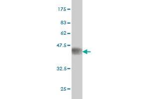 Utrophin Antikörper  (AA 3328-3433)