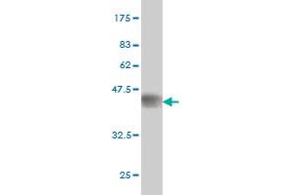 Utrophin Antikörper  (AA 3328-3433)