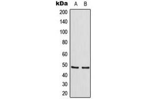 Western blot analysis of TANK expression in HeLa (A), Raw264. (TANK Antikörper  (Center))