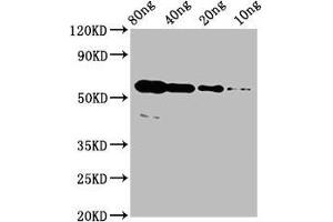 Western Blot Positive WB detected in Recombinant protein All lanes: rhoac antibody at 4 μg/mL Secondary Goat polyclonal to rabbit IgG at 1/50000 dilution Predicted band size: 51 kDa Observed band size: 56 kDa (RhoA/ C (AA 1-190) Antikörper)