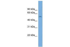 WB Suggested Anti-FAM83F Antibody Titration: 0. (FAM83F Antikörper  (N-Term))