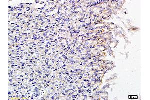 Immunohistochemistry (IHC) image for anti-Solute Carrier Organic Anion Transporter Family, Member 2B1 (SLCO2B1) (AA 531-630) antibody (ABIN751048)