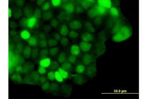 Immunofluorescence of purified MaxPab antibody to ZNF415 on 293 cell.