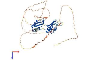 RBMS1 Protein (AA 1-406) (His tag)