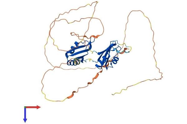 RBMS1 Protein (AA 1-406) (His tag)