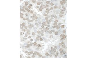 Immunohistochemistry (IHC) image for anti-THO Complex 4 (THOC4) (AA 75-125) antibody (ABIN7454474)