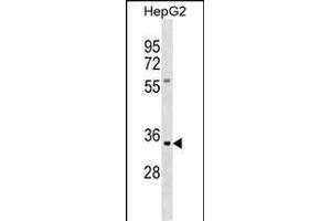 KLK9 Antibody (N-term) (ABIN390306 and ABIN2840746) western blot analysis in HepG2 cell line lysates (35 μg/lane).