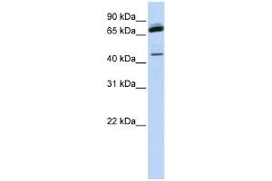 WB Suggested Anti-NKRF Antibody Titration:  0. (NKRF Antikörper  (Middle Region))