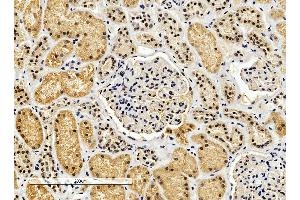 ABIN334390 (4µg/ml) staining of paraffin embedded Human Kidney. (ENOX2 Antikörper  (Internal Region))